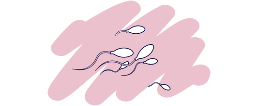 Where do Sperm Come From?